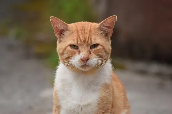 Grief And Pet Loss My Euthanasia Stories