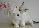 white-puppy-and-kitten-at-play.jpg
