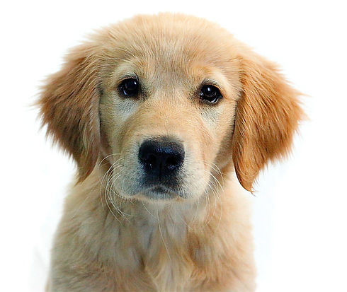puppytrainingclassleduc_edited.jpg