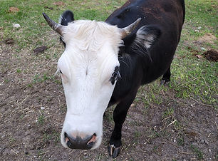 Cow