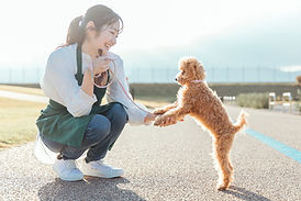 飼い主目線の説明