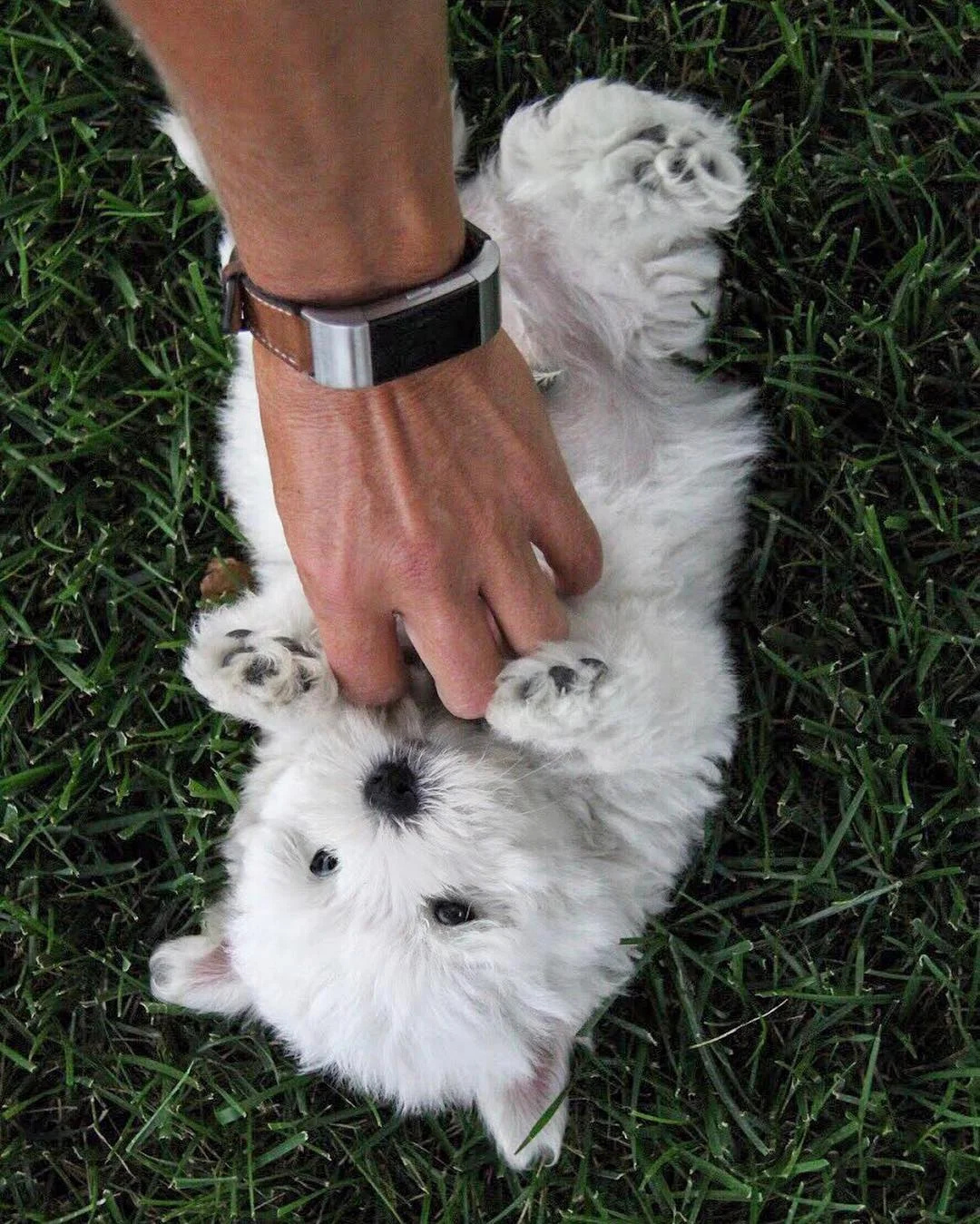 Westie Puppy.webp