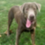 silver lab puppies for sale in kansas