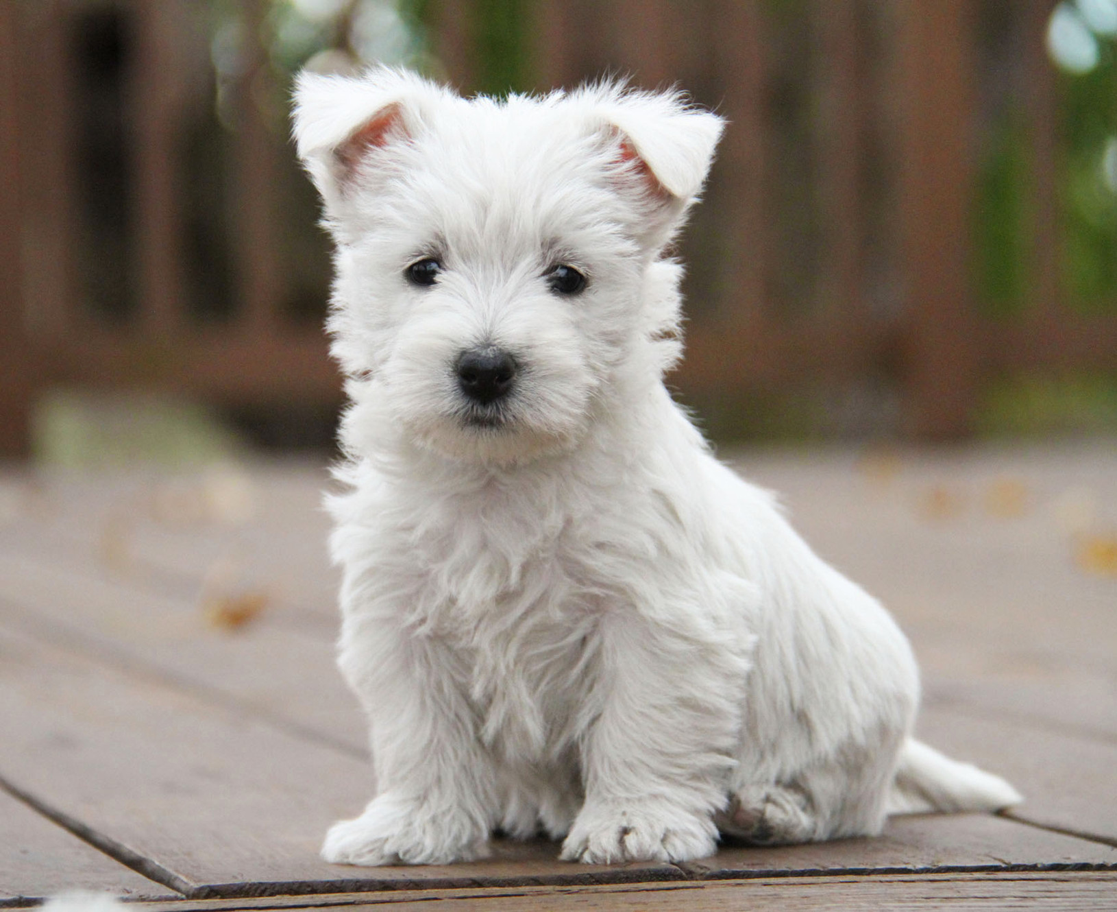 westie breeder near me