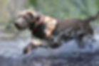 Silver Labrador running in water.jpg