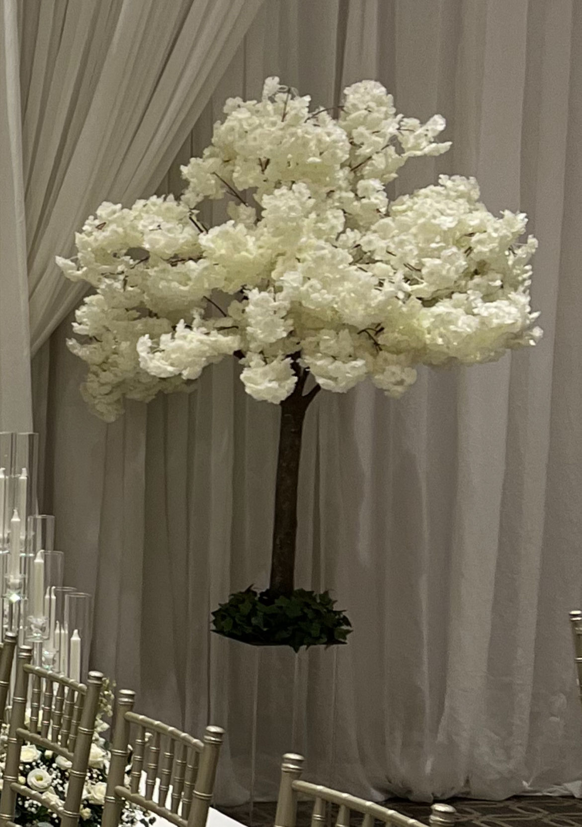 White Cherry Blossom Trees