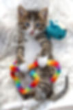 5a5e6d91eb056fae8cec27561a3ca7a1.JPEG
