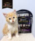 Purina packs.jpg