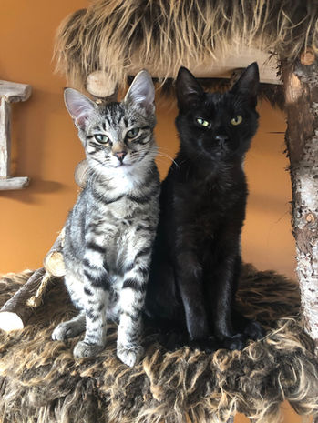 Midnight & Tiny