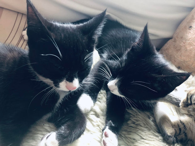 Adopt a kitten. Bay of Plenty. Black and white kittens.