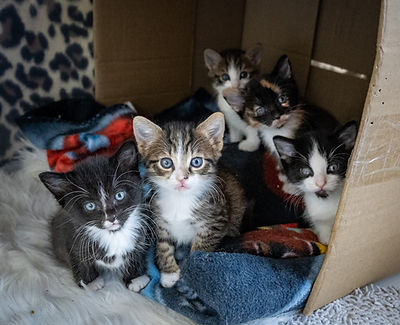Foster kittens Tauranga