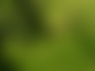 Cuidados del Césped en Primavera