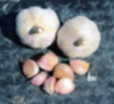 Certified Organic German Red Seed Garlic