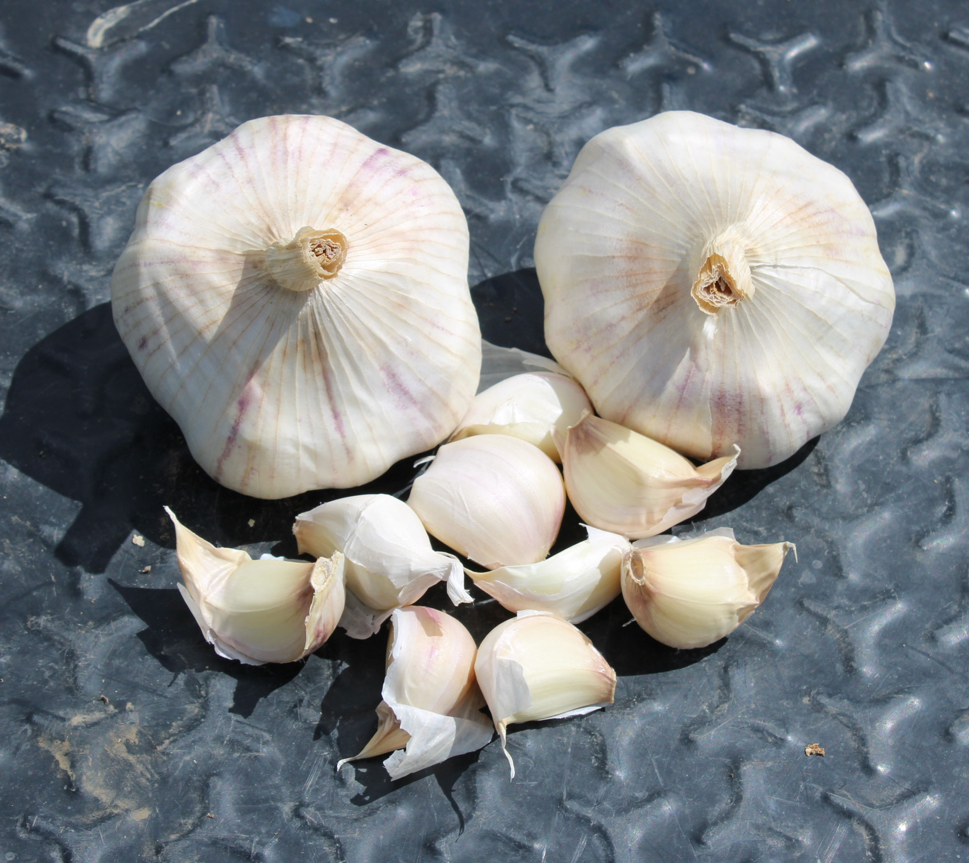 Certified Organic Inchelium Red  Seed Garlic