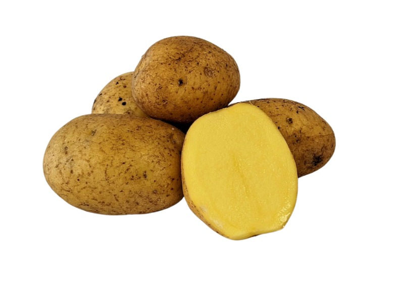 Certified Organic German Butterball Seed Potatoes