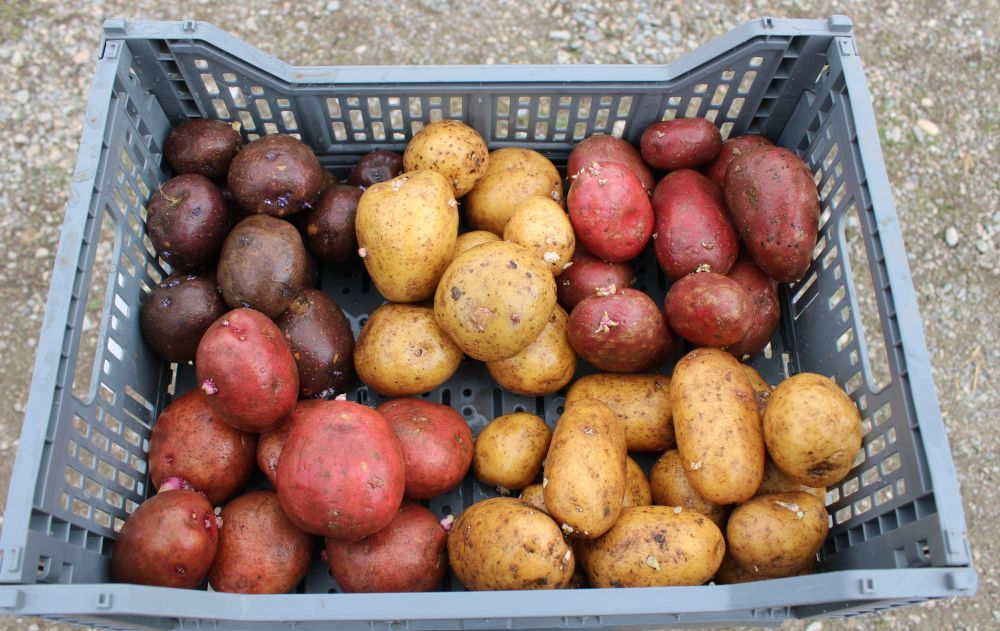 10 lb Potato Sampler