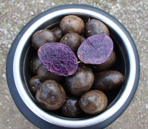 Purple Majesty Seed Potatoes | Mountain Valley Garlic Online Store