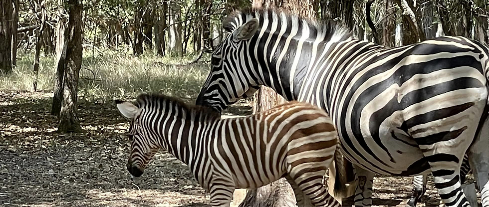 about us banner zebras.png