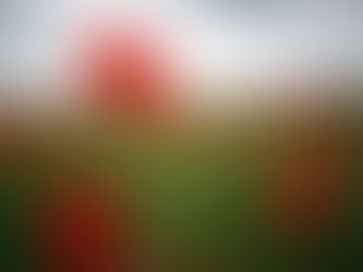 In Remembrance - less we forget