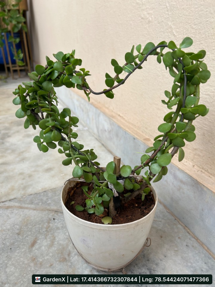 Heart-Shaped Jade Plant (జడే మొక్క) in Habsiguda, Hyderabad