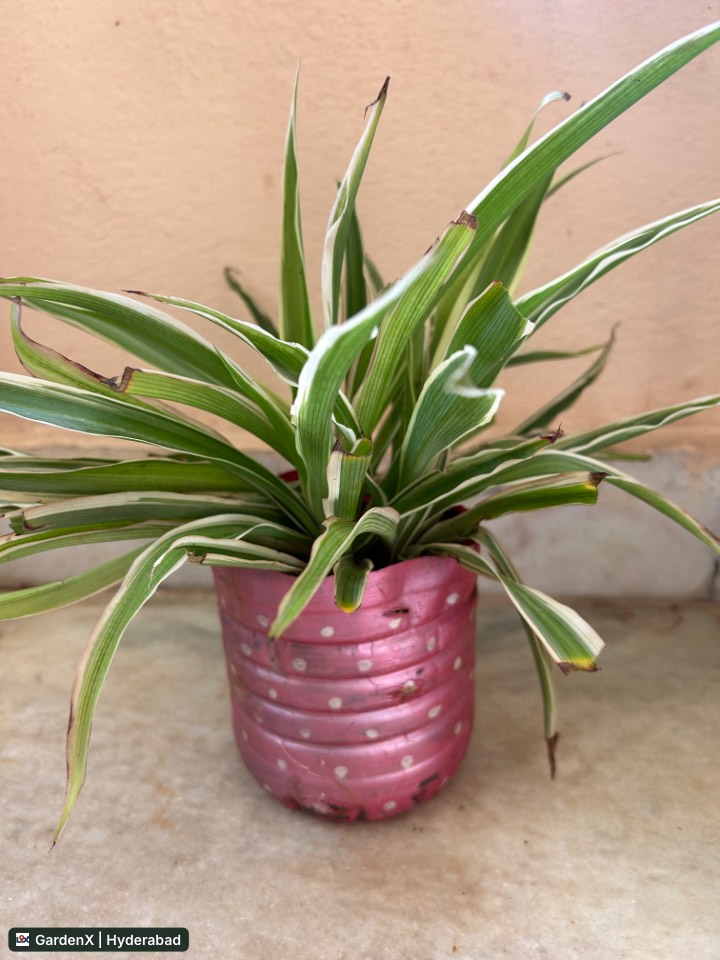 Spider Plant (స్పైడర్ ప్లాంట్) in Near You, Hyderabad