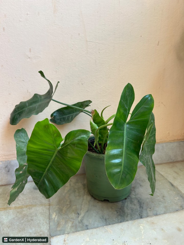 Philodendron (ఫిలోడెండ్రాన్) in Near You, Hyderabad