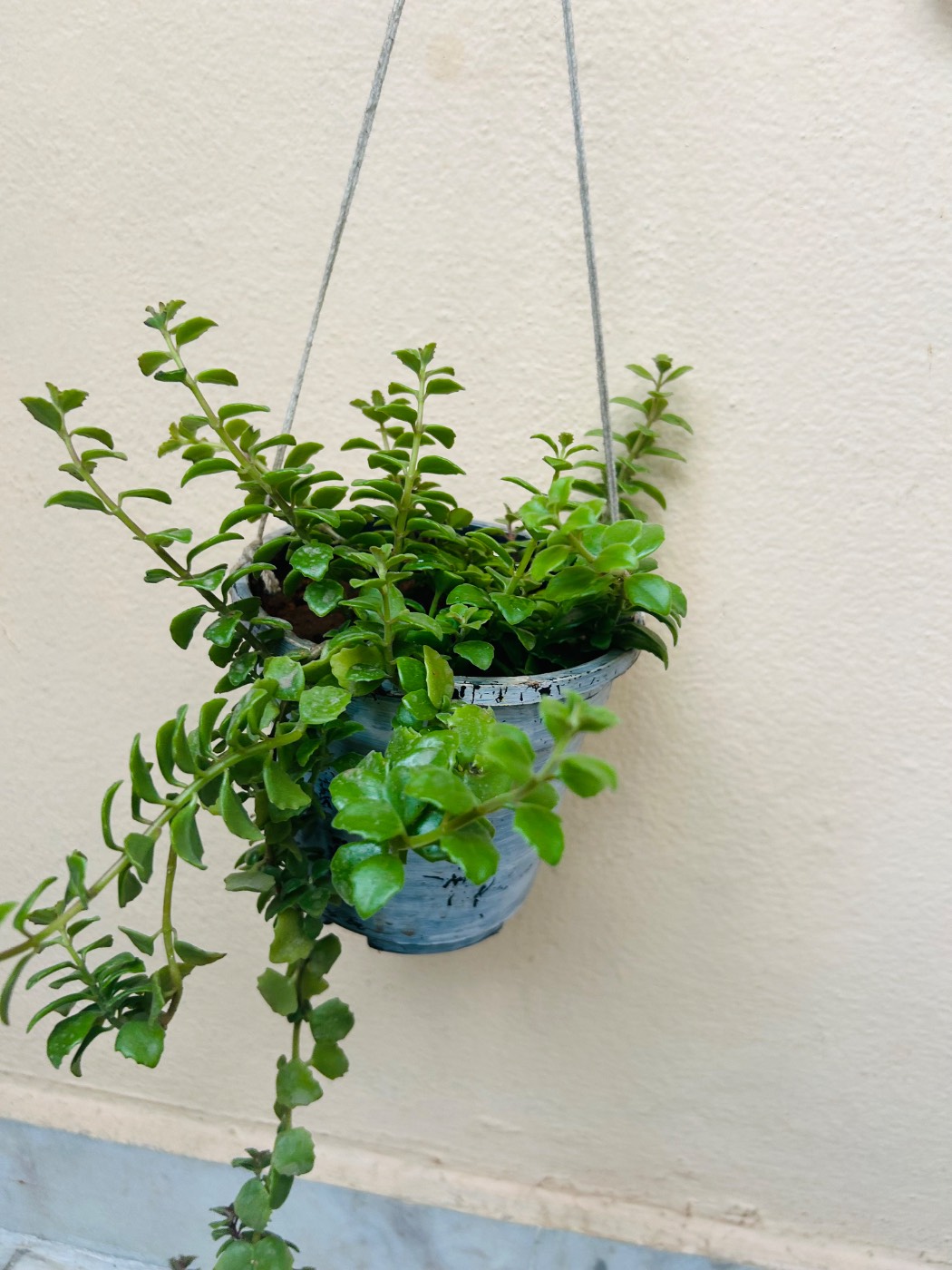 Baby Sun Rose (బేబీ సన్ రోజ్) for sale in Habsiguda