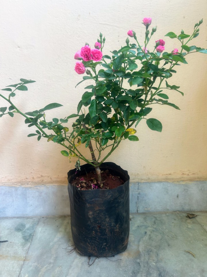 Pink Rose Plant (గులాబీ మొక్క) for sale in Habsiguda