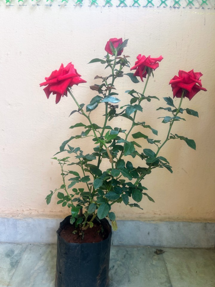 Beautiful Red Rose (ఎర్ర గులాబీ) for sale in Habsiguda