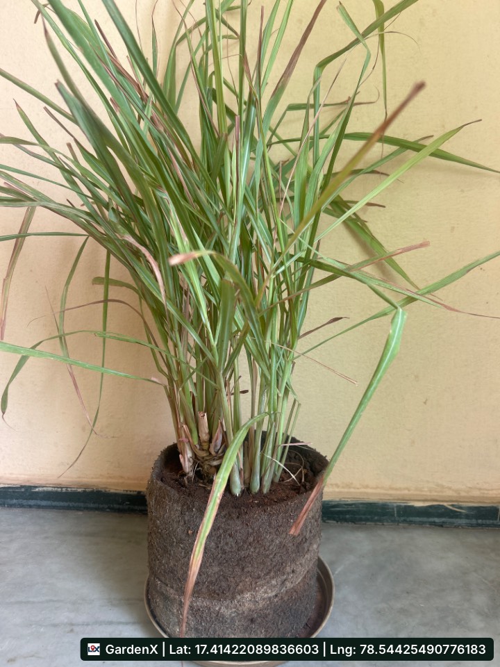 Fresh Lemongrass (నిమ్మ గడ్డి) for sale in Habsiguda