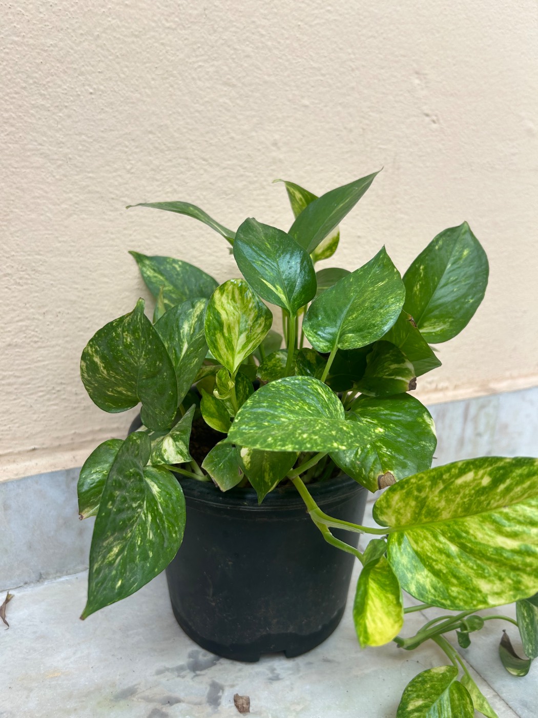 Money Plant (మనీ ప్లాంట్) for sale in Habsiguda