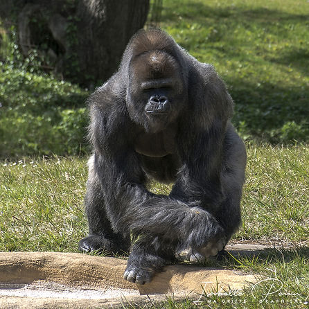 photo, prise de vue, nature, voyage, faune, flore