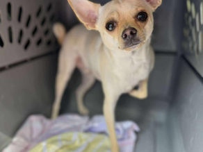 small chihuahua in dog crate