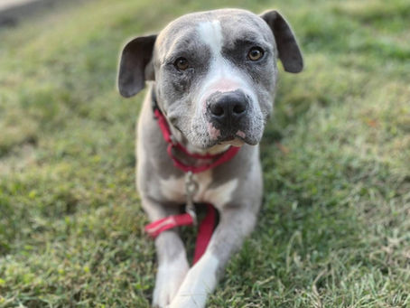 gray and white dog with red collar looking at camera