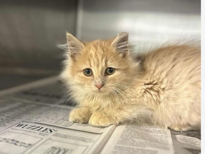 kitten laying in cage looking at camera