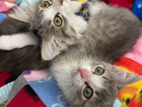 two cats lying next to each other