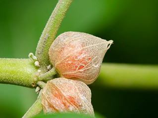 Meet Ashwagandha: the superfood to chill-out & be beautiful