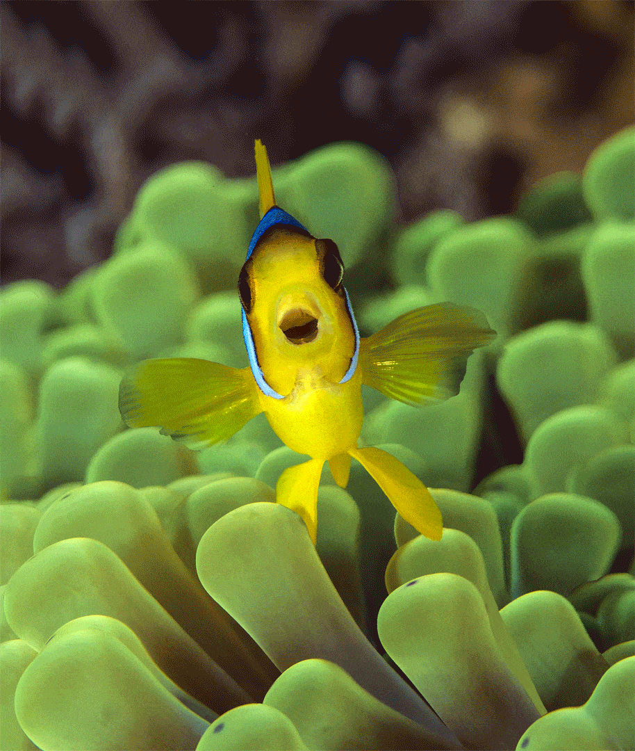 paulgrunerart-paul-gruner-3d-happy-clown-fish