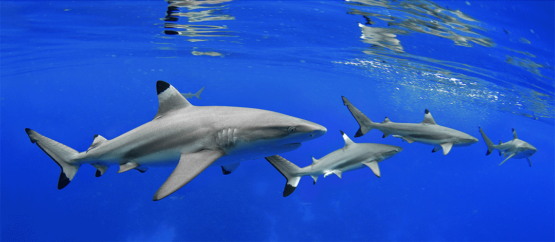 SharkCrusing-1080w