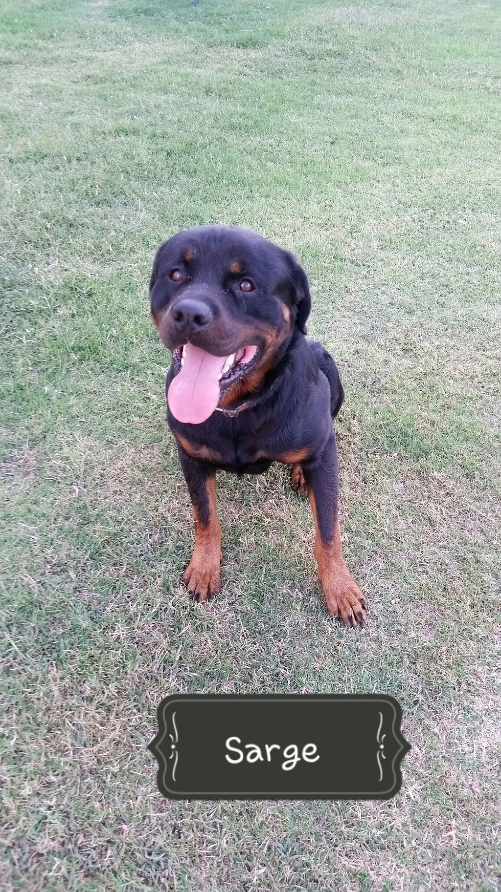 Rotti Ranch Rottie ranch photo gallery