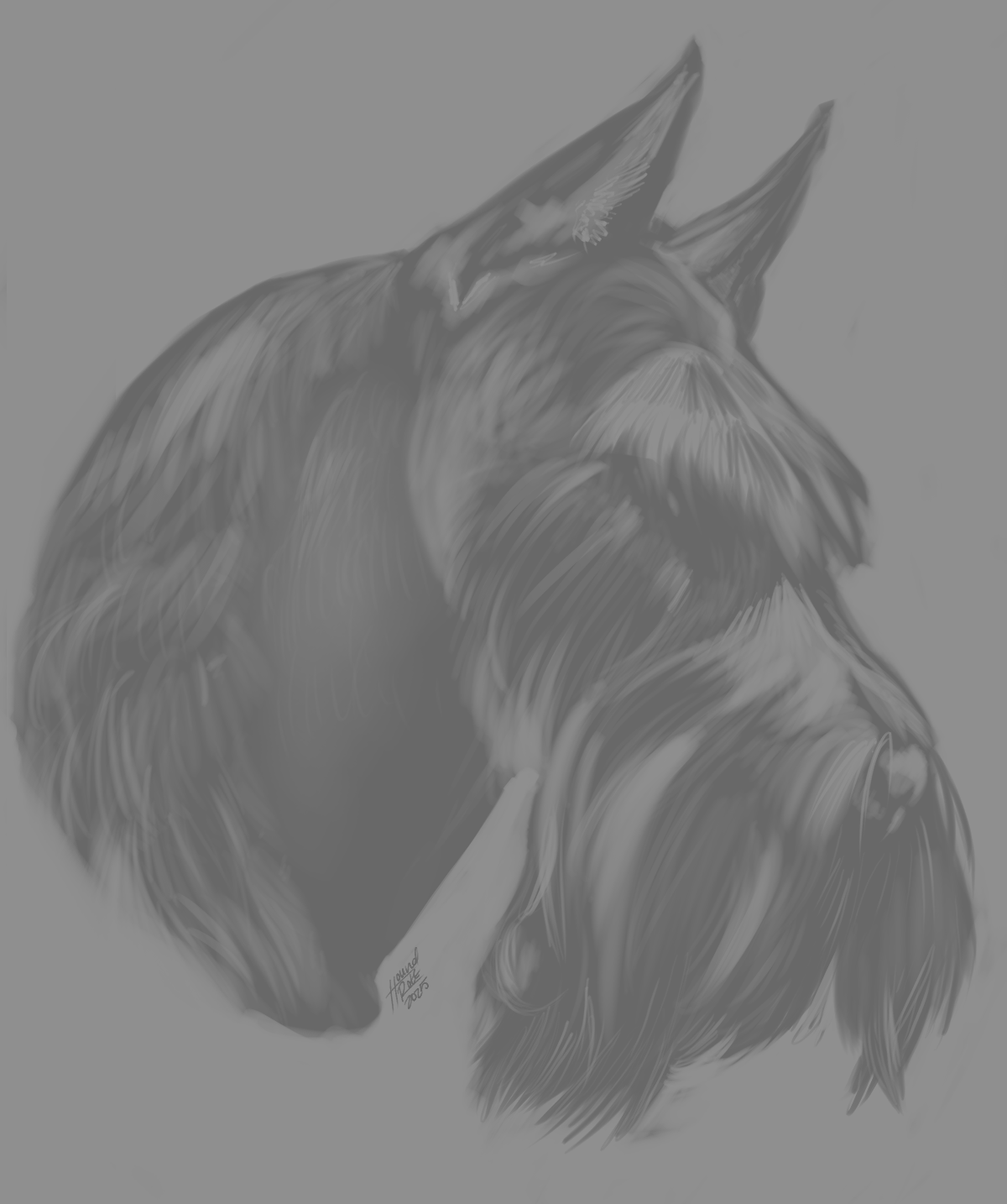 my single layer study of the giant schnauzer photo, only the head and neck with a light gray tone.