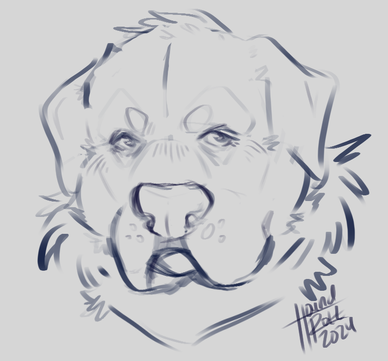 A headshot sketch of a Saint Bernard.