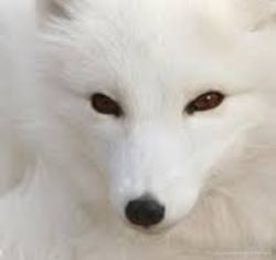 ●人工降雨を含む気候工学技術を国際機関などにより監督されるべきだとする「オックスフォード原則」が提唱されている。他国の人工降雨に対して、自国へ降るはずだった雨を減らすとして批判・抗議が起きている。中国