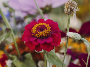 De betekenis van bloemen 