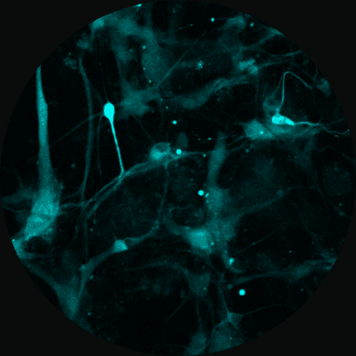 neurons-black circle-SMALL.gif