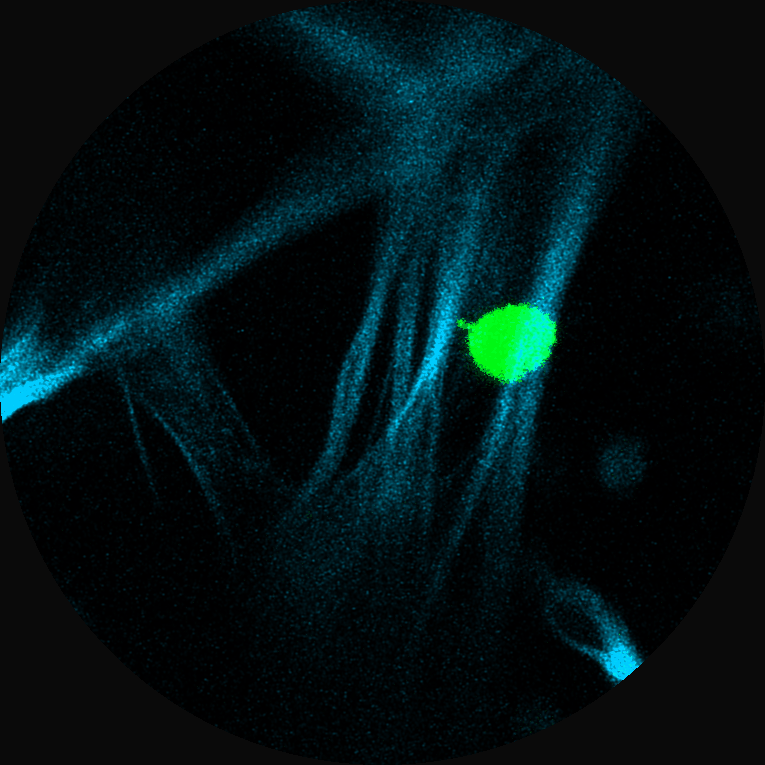 neuron-img-black circle.gif