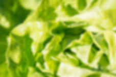 pexels-photo-208456.jpeg