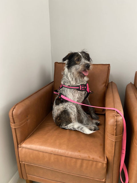 Consultório - Clínica veterinária Pet & Pat