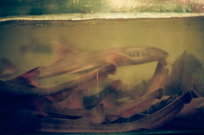 Fish in a restaurant in Malaysia