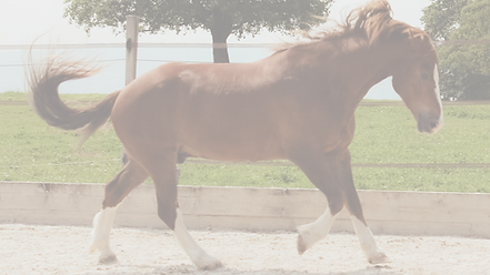 Füttern mit Wissen statt Bauchgefühl (3).png